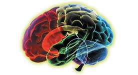 Brain Myths: What Your Brain Hemispheres Are Really Up To